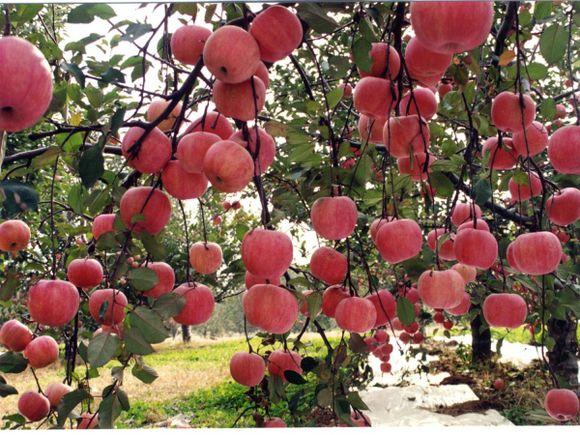 農(nóng)民保險最新動態(tài)，巷弄深處的寶藏探秘