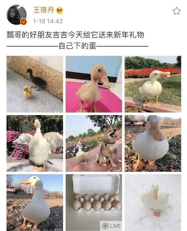 最新鴨子網(wǎng)使用指南，任務(wù)完成與技能提升攻略