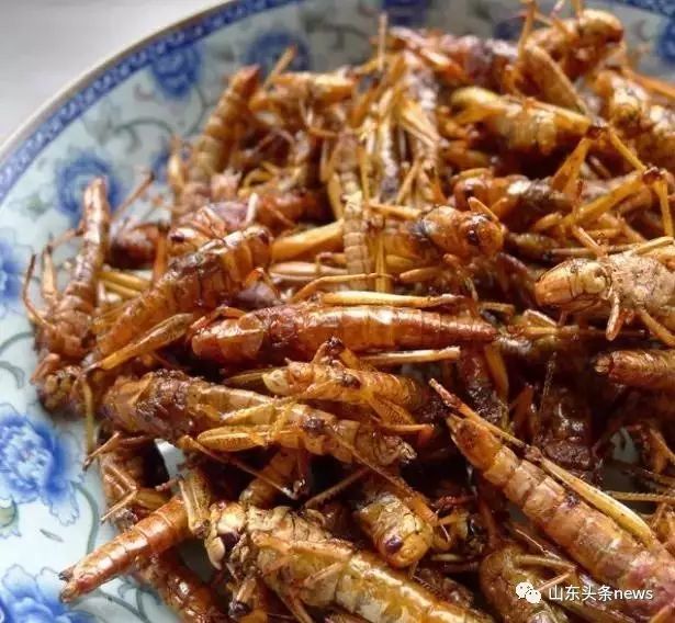揭秘蝗蟲最新動態(tài)，如何觀看與學(xué)習(xí)關(guān)于蝗蟲最新視頻資訊